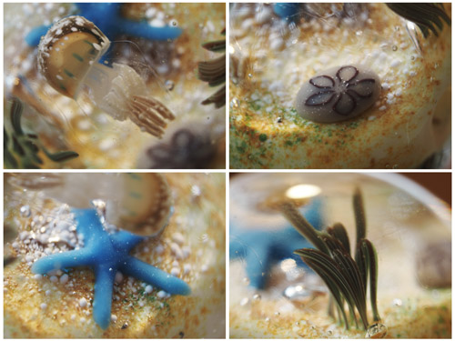 海草藻場に暮らす生き物たち