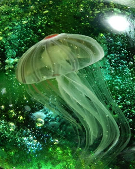 アカクラゲ拡大