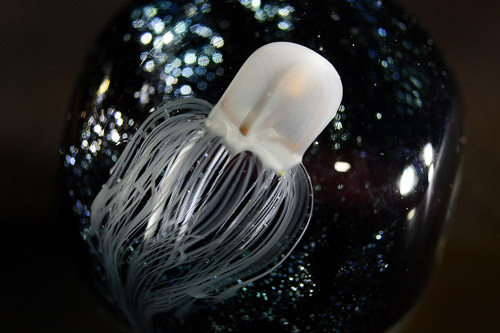 カミクラゲ拡大