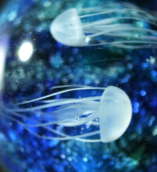 オキクラゲ拡大