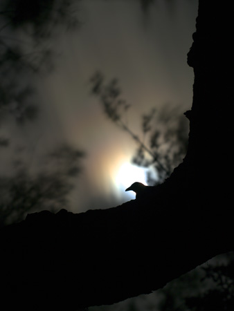 月夜のヤンバルクイナ