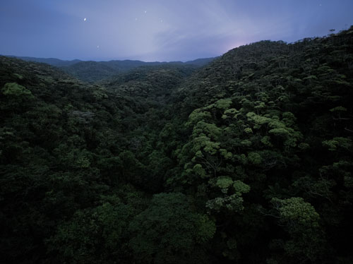 夜のヤンバルの森