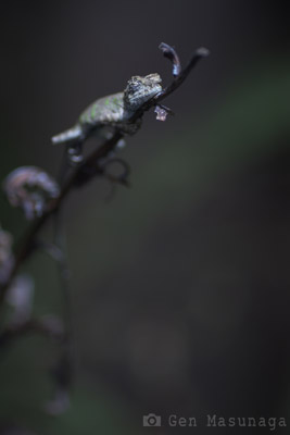 オキナワキノボリトカゲ幼体