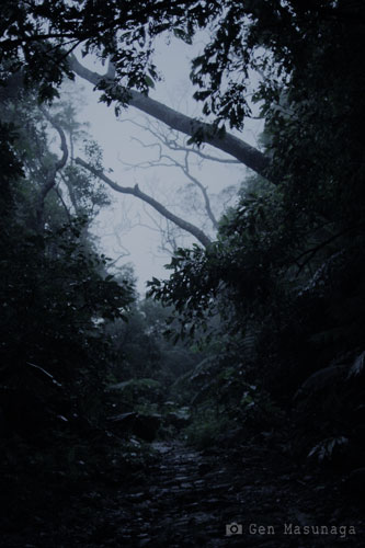 夜霧の森　ヤンバル