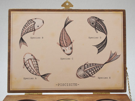魚石類五種スケッチ